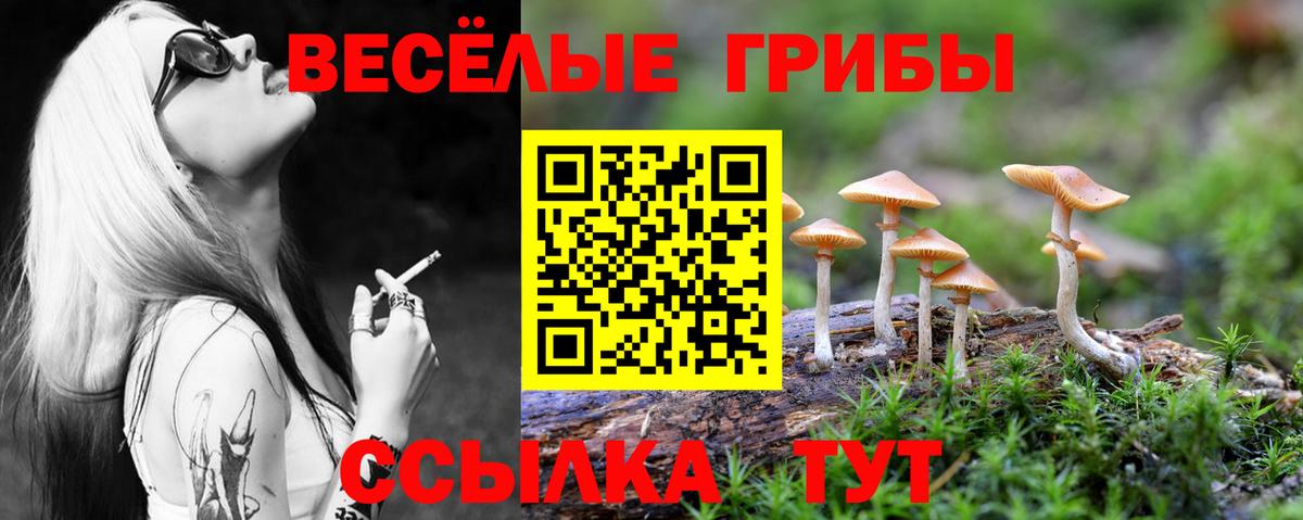 Галлюциногенные грибы Psilocybe Великий Новгород